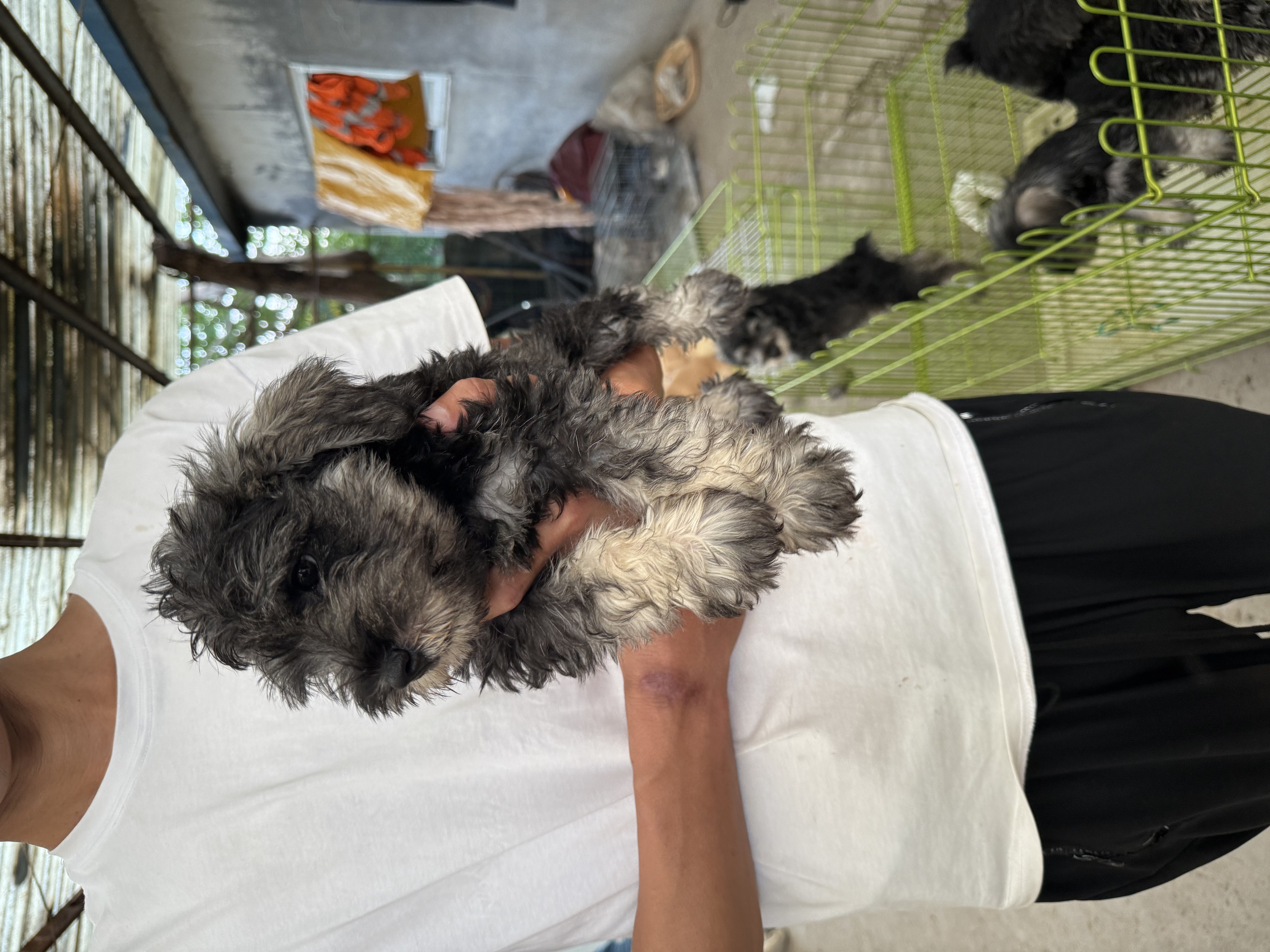 自己犬舍繁育精品雪纳瑞，山东济南可以实地考察，疫苗2针，驱虫齐全